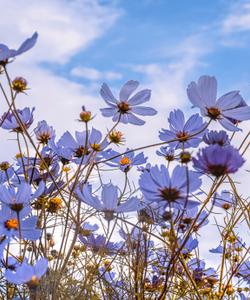 Blue flowers 