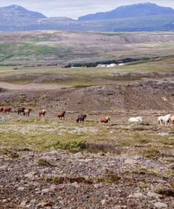 Iceland Horses
