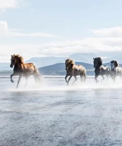Iceland Horses