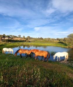 Spain Horse Riding