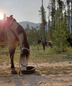 Horse in a forest 