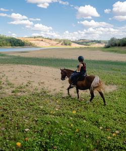 Horse in the field