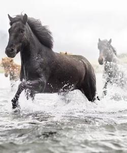 Horses in the river
