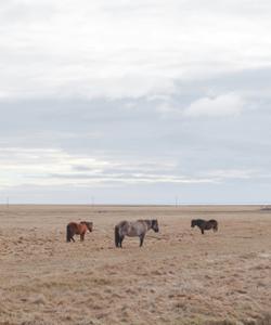 Icelandic horses