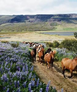 Iceland Riding