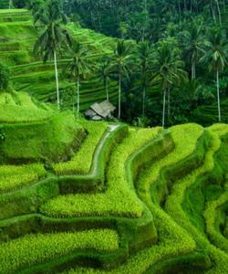 Local landscape 