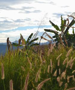 Local landscape 