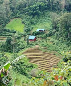 Field 