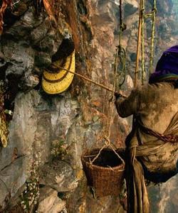 Honey Hunting Nepal