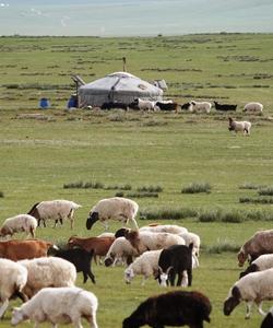 Sheep 
