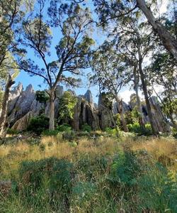 rocks in forest