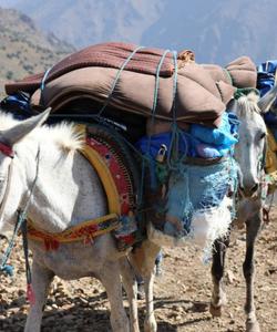 Mule 