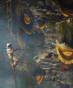 Honey Hunting Nepal