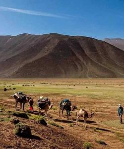 Camel ride 