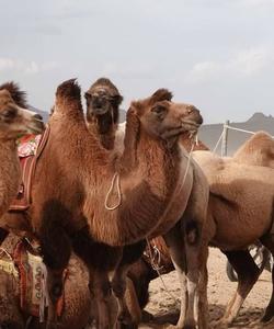 Camels 