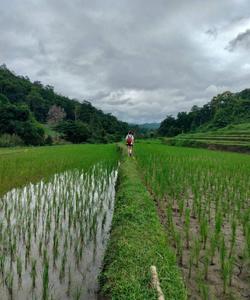 Local landscape 