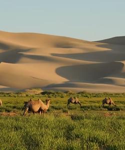 Camels 