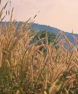 Local landscape 