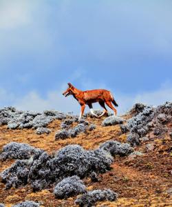Ethiopia Trekking 