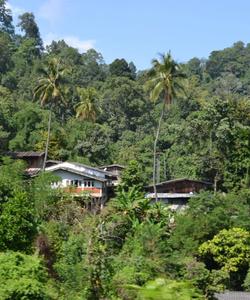 Local landscape 