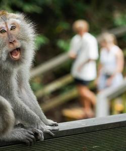 Monkey forest 