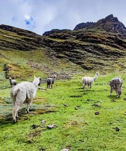Peru Trekking