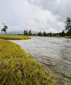 Local landscape 