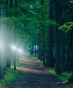 Forest road 