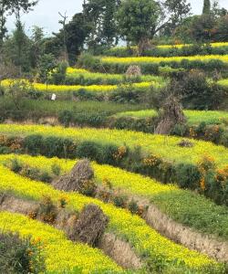 Nepal Trekking