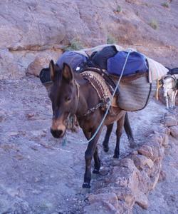 Mule 