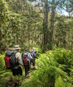 tourists in rainforest