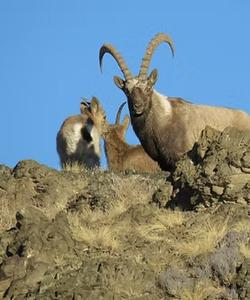 Mountain goats 