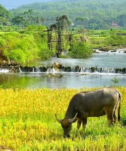 Wildlife 