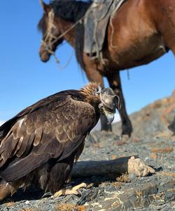 Eagle 