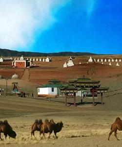 Camels walking 