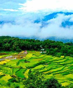 Local landscape 