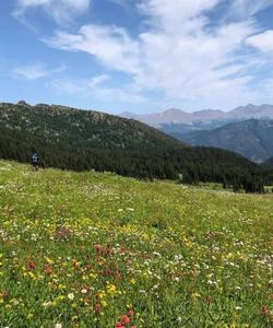 Local landscapes 