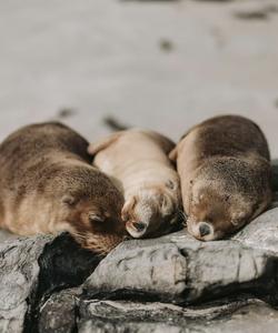Seal Bay Conservation Park