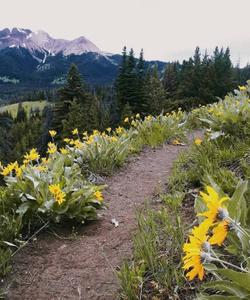 Local landscapes 