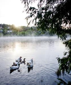 swan lake