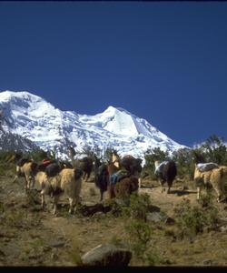 Mules carring bags