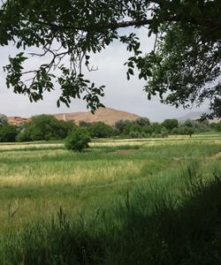 Local landscape 