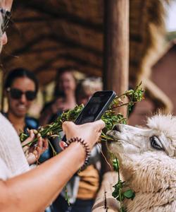 Alpacas