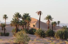 Touareg desert