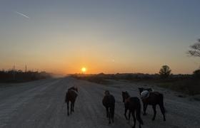 Caucasus Horse Riding