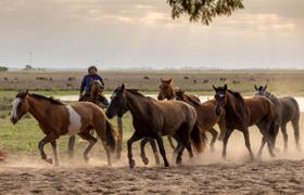 Argentina Horse Ranch