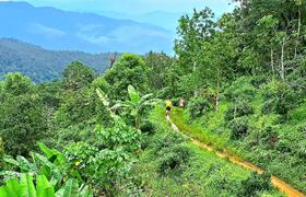 Local landscape 