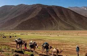 Camel ride 