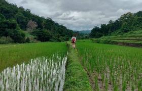 Local landscape 