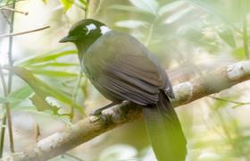Cambodia Birds